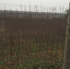 ���^(q��)�����塢��������漰��174��375�K�؉K�ϷNֲ����ľ��ֲ�M(f��i)�u(p��ng)��