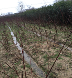 ���^(q��)�����塢��������漰��174��375�K�؉K�ϷNֲ����ľ��ֲ�M(f��i)�u(p��ng)��